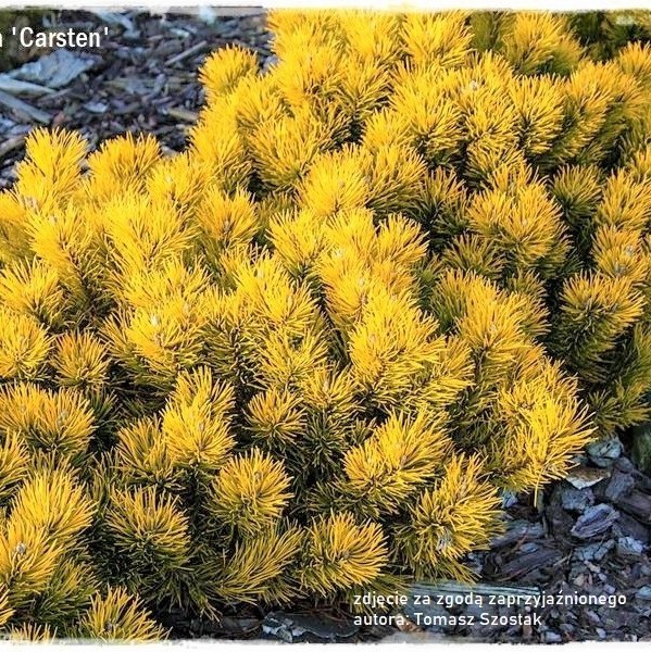 Sosna kosodrzewina Carsten'